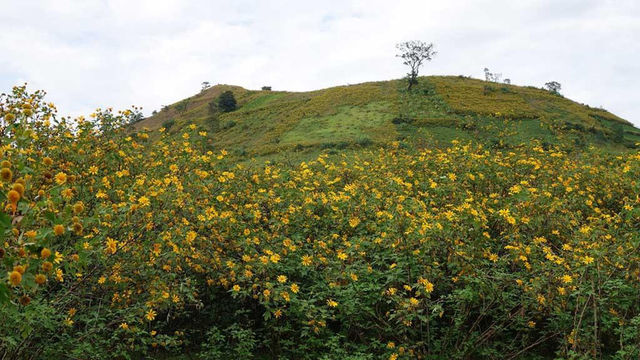 Sắc vàng dã quỳ phủ dày trên núi lửa Chư Đăng Ya. Ảnh: Trần Hiếu