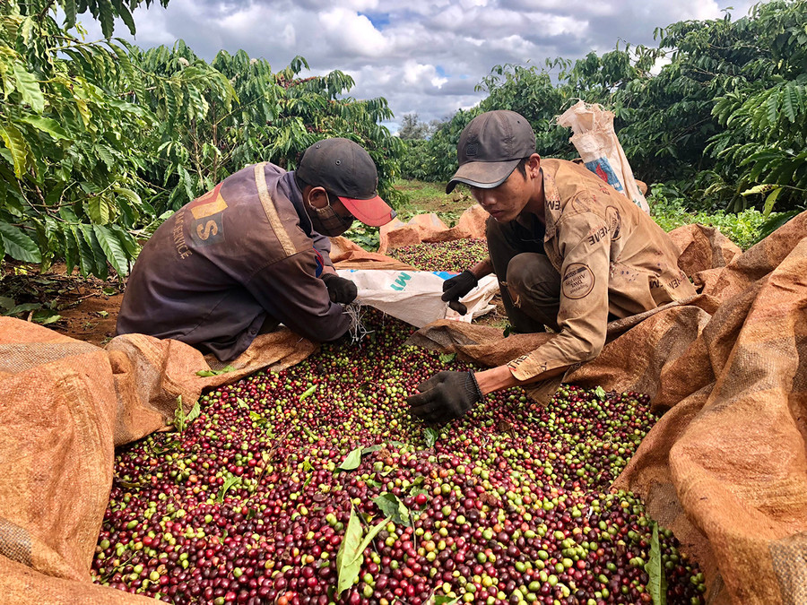 Người dân huyện Ia Grai thu hoạch cà phê niên vụ 2020-2021. Ảnh: Lê Nam Người dân huyện Ia Grai thu hoạch cà phê niên vụ 2020-2021. Ảnh: Lê Nam