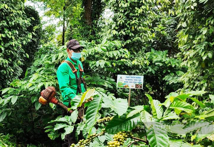 Vườn cà phê áp áp dụng biện pháp canh tác bền vững tại huyện Krông Năng (Đắk Lắk) giúp nông dân có thu nhập tăng thêm 30%. Ảnh: Duy Hậu