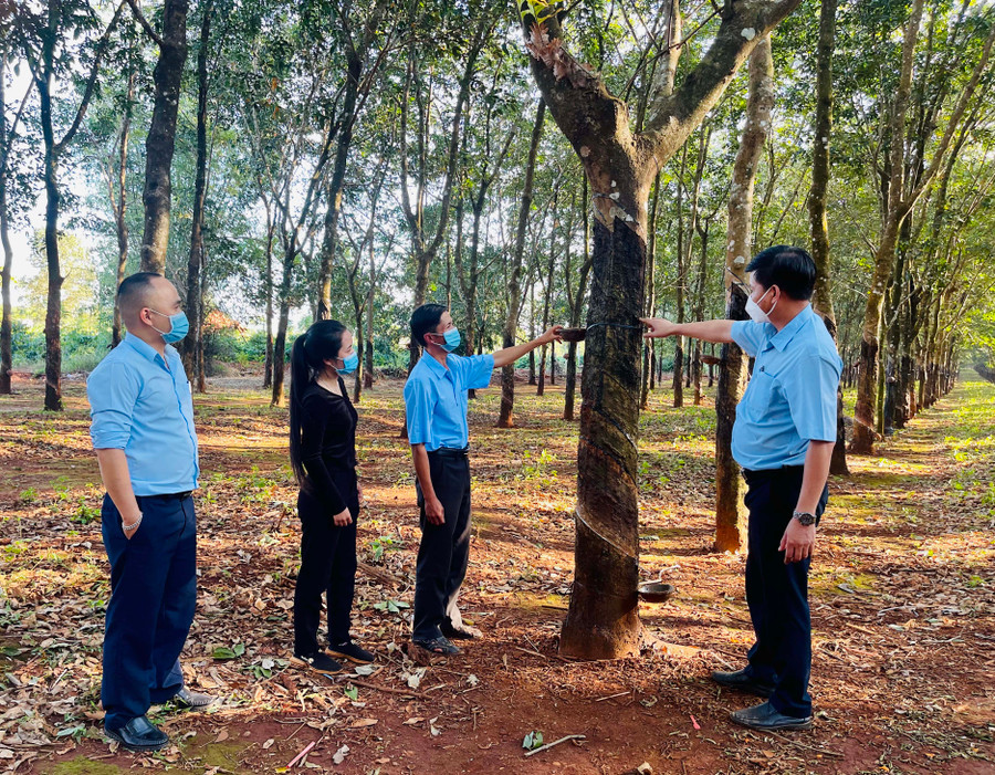 Kiểm tra chất lượng vườn cây tại Nông trường Hòa Bình. Ảnh: Thảo Nguyên