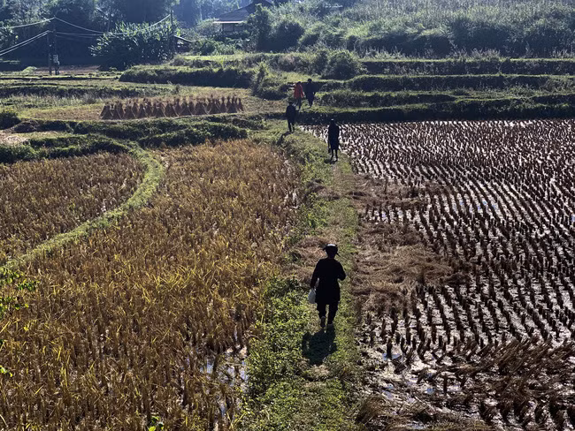 Các nghệ nhân và những người mê nghệ thuật hát sli của người Nùng cắt ruộng tìm đến nhà ông Nông Văn Hồ, thôn Thôm Chản, xã Xuân Dương, huyện Na Rì, tỉnh Bắc Kạn. Ảnh: Chiến Hoàng