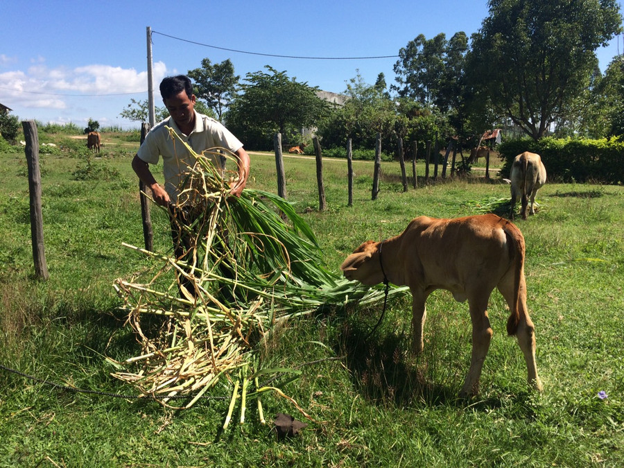 Gia đình chị Đinh Thị Juenh (xã Ya Hội, huyện Đak Pơ) tận dụng ngọn mía cho bò ăn. Ảnh: Nhật Hào Gia đình chị Đinh Thị Juenh (xã Ya Hội, huyện Đak Pơ) tận dụng ngọn mía cho bò ăn. Ảnh: Nhật Hào