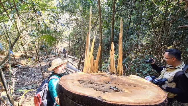 Cây bạch tùng có đường kính hơn 1m vị cưa hạ không thương tiếc ẢNH: LÂM VIÊN