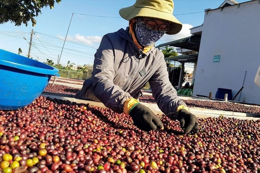 Ngành Nông nghiệp vẫn đặt mục tiêu trong quý IV/2020 xuất khẩu đạt trên 10 tỉ USD, tổng kim ngạch xuất khẩu năm 2020 đạt 40 tỉ USD trở lên. Ảnh: Vũ Long