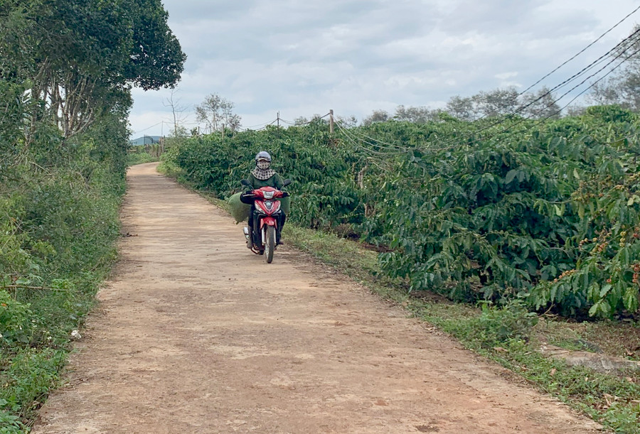 Dự án cà phê cảnh quan sẽ giúp người dân canh tác bền vững thích ứng với biến đổi khí hậu. Ảnh: Phương Vi