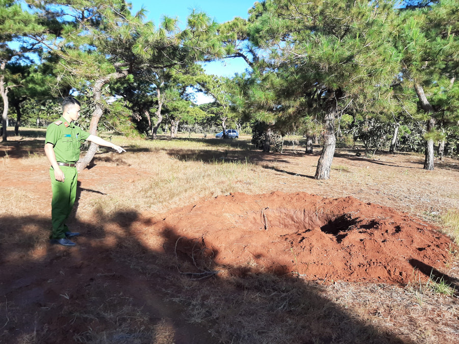 Rừng thông tuyệt đẹp ở Đắk Đoa, Gia Lai... đang bị tàn sát.