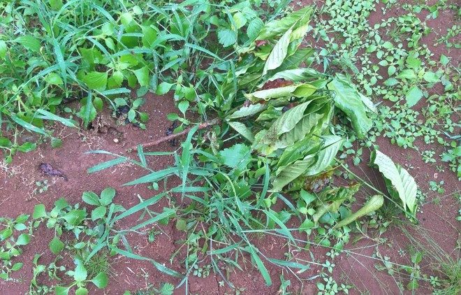 Tổng cộng có 103 cây cà phê 1 năm tuổi của gia đình ông Hải bị kẻ gian chặt, bẻ ngang thân. ẢNH: TRÙNG DƯƠNG