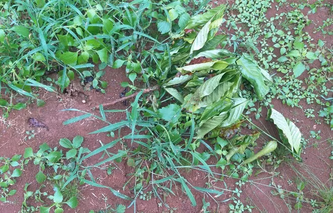 Tổng cộng có 103 cây cà phê 1 năm tuổi của gia đình ông Hải bị kẻ gian chặt, bẻ ngang thân. ẢNH: TRÙNG DƯƠNG