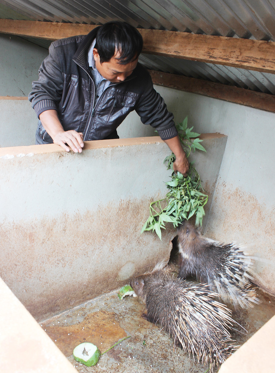 Người nuôi nhím gặp khó khăn về đầu ra sản phẩm. Ảnh: Nguyễn Diệp Người nuôi nhím gặp khó khăn về đầu ra sản phẩm. Ảnh: Lê Hòa