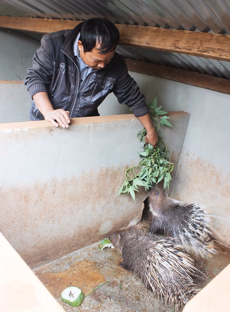 Người nuôi nhím gặp khó khăn về đầu ra sản phẩm. Ảnh: Lê Hòa