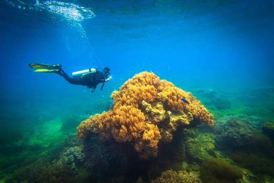 Khám phá đại dương thuộc bộ ảnh huy chương đồng thể loại Ảnh hiện thực. Ảnh: PHẠM HUY TRUNG