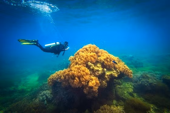 Khám phá đại dương thuộc bộ ảnh huy chương đồng thể loại Ảnh hiện thực. Ảnh: PHẠM HUY TRUNG