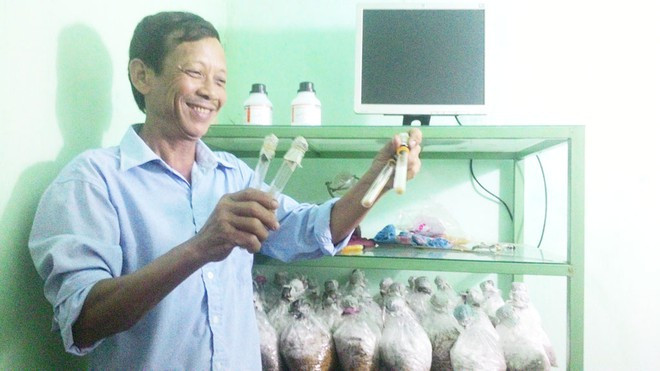 Ông Hòa chăm sóc nấm bào ngư - Ảnh: ĐÀO MINH TRUNG