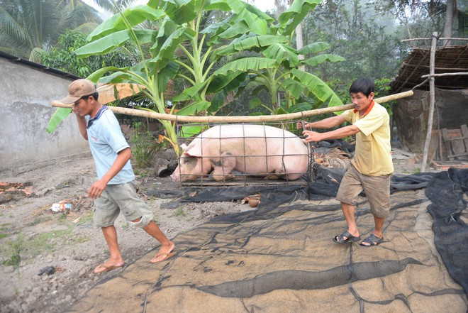 Gần 20 năm làm nghề bắt heo mướn, ông Ẩn (phải) đã đúc rút được nhiều kinh nghiệm bắt heo
