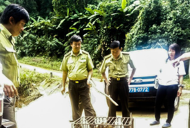 Thả khỉ mốc nặng 8 kg về rừng tự nhiên.