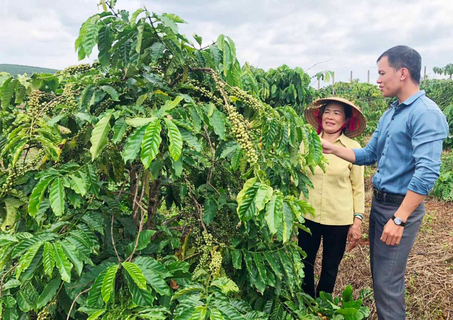 Bà Phạm Thị Na (tổ 6, thị trấn Chư Prông) trao đổi về năng suất cây cà phê với cán bộ Hội Nông dân thị trấn. Ảnh: Anh Huy