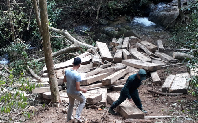 Gỗ bị xẻ ngay trong rừng thuộc xã Giang Ly, huyện Khánh Vĩnh, tỉnh Khánh Hòa Ảnh: Kỳ Nam