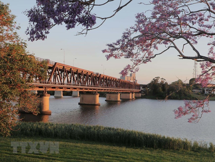 Hoa phượng tím tại đầu cầu cổ Grafton bắc qua sông Clerance, Australia. Ảnh: Nguyễn Minh/TTXVN