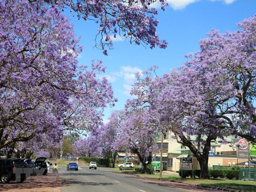 Một con phố ngập tràn hoa phượng tìm ở Grafton, Australia. Ảnh: Nguyễn Minh/TTXVN