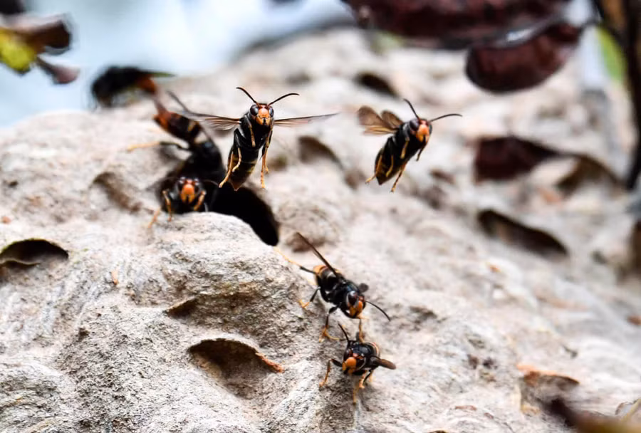 Đây là những chú ong bắp cày Châu Á, chúng đang chui ra khỏi tổ của mình ở Chisseaux, gần Tours, Pháp. Tác giả: Alain Jocard.
