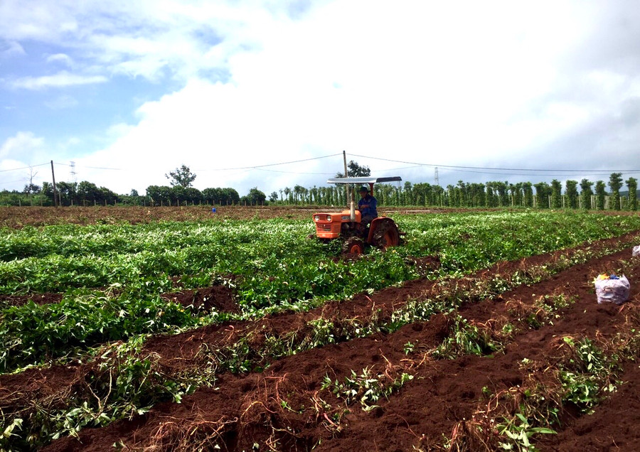  Hợp tác xã Nông nghiệp và Dịch vụ Tân Bình thu hoạch khoai lang Lệ Cần. Ảnh: Lê Hòa