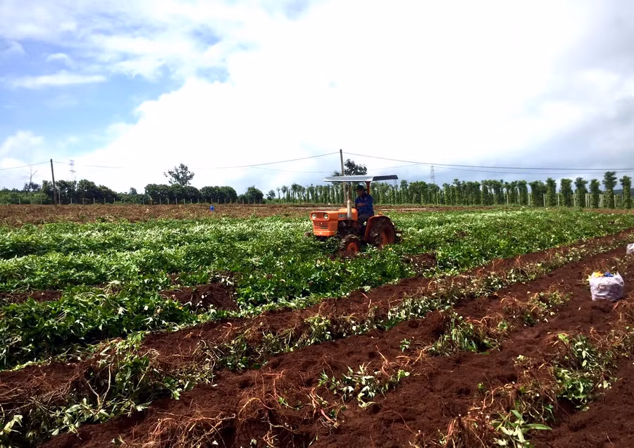  Hợp tác xã Nông nghiệp và Dịch vụ Tân Bình thu hoạch khoai lang Lệ Cần. Ảnh: Lê Hòa