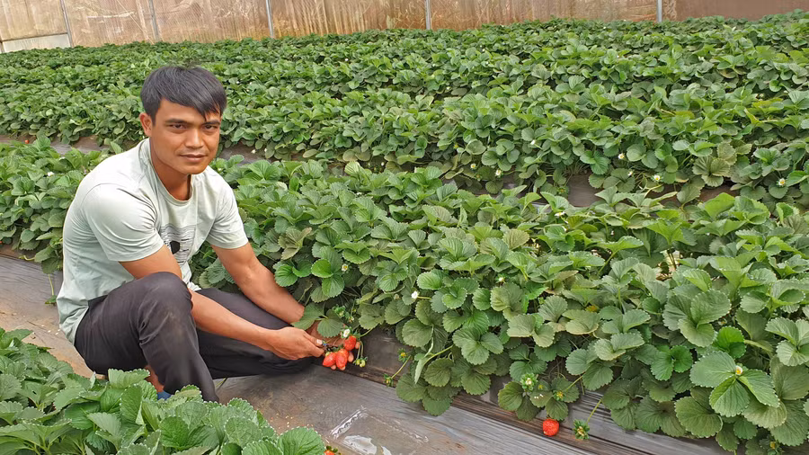 Anh Puih Minh bên vườn dâu tây sạch của mình. Ảnh: Trần Dung