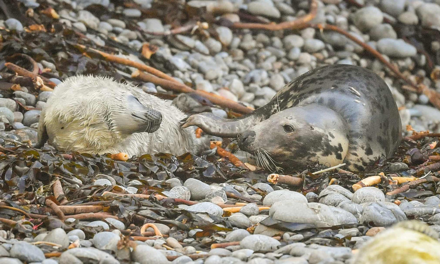  Bức ảnh chụp một chú hải cẩu xám và một chú chó con tại khu chăn nuôi hẻo lánh Pembrokeshire. Tổ chức National Trust cảnh báo về sự ô nhiễm rác thải ở biển khi thấy những mảnh vỡ từ đồ đánh bắt cá quanh cổ chú hải cẩu. Tác giả: Ben Birchall.