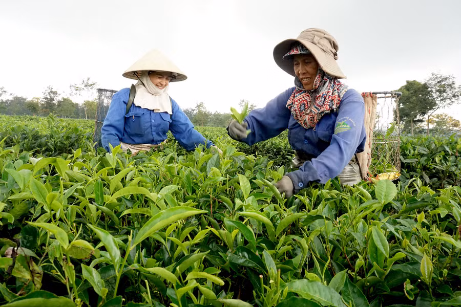 Doanh nghiệp tỉnh Gia Lai bắt đầu quan tâm phát triển TMĐT. Ảnh: Hà Duy