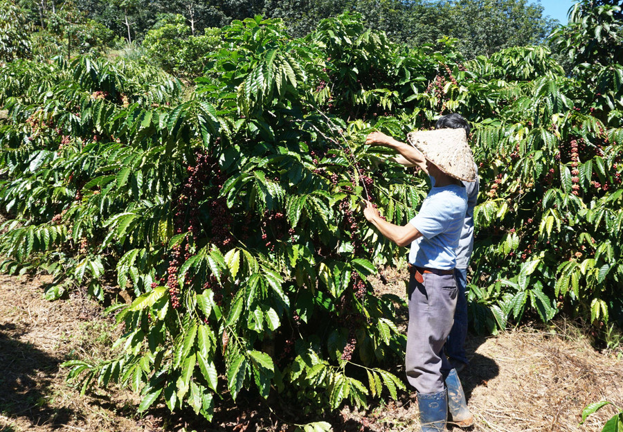 Cà phê của người dân chín đỏ để rụng vì không thuê được người hái. Ảnh: PN