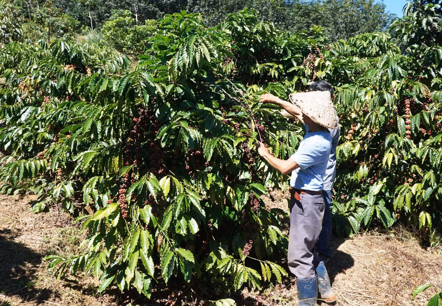 Cà phê của người dân chín đỏ để rụng vì không thuê được người hái. Ảnh: PN