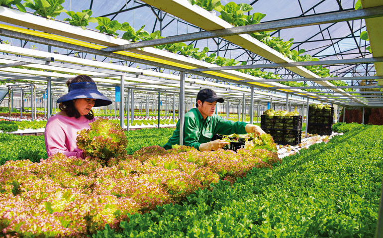 Thu hoạch rau công nghệ cao tại Phường 7, thành phố Đà Lạt. Ảnh: Văn Báu Thu hoạch rau công nghệ cao tại Phường 7, thành phố Đà Lạt. Ảnh: Văn Báu