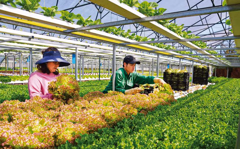 Thu hoạch rau công nghệ cao tại Phường 7, thành phố Đà Lạt. Ảnh: Văn Báu Thu hoạch rau công nghệ cao tại Phường 7, thành phố Đà Lạt. Ảnh: Văn Báu