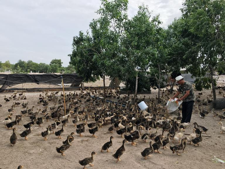 Mô hình nuôi vịt trên cát của nông dân xã Cam Hải Đông, huyện Cam Lâm, tỉnh Khánh Hòa cho thu nhập cao Mô hình nuôi vịt trên cát của nông dân xã Cam Hải Đông, huyện Cam Lâm, tỉnh Khánh Hòa cho thu nhập cao