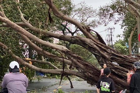 Cây cổ thụ giữa trung tâm TP Đà Nẵng ngã gục trong bão số 5, dù chỉ nằm ở rìa cơn bão. Ảnh NTH