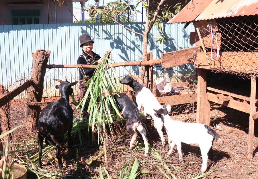 Nhiều hộ dân ở xã Glar đã tham gia Nông hội chăn nuôi dê. Ảnh: Phương Dung Nhiều hộ dân ở xã Glar đã tham gia Nông hội chăn nuôi dê. Ảnh: Phương Dung