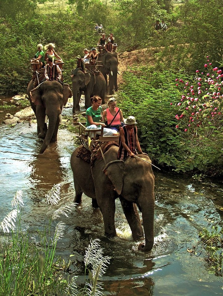 Đắk Lắk đã không cho hoạt động cưỡi voi du lịch hoạt động. Những hình ảnh này chỉ còn là tư liệu. Ảnh Đặng Bá Tiến