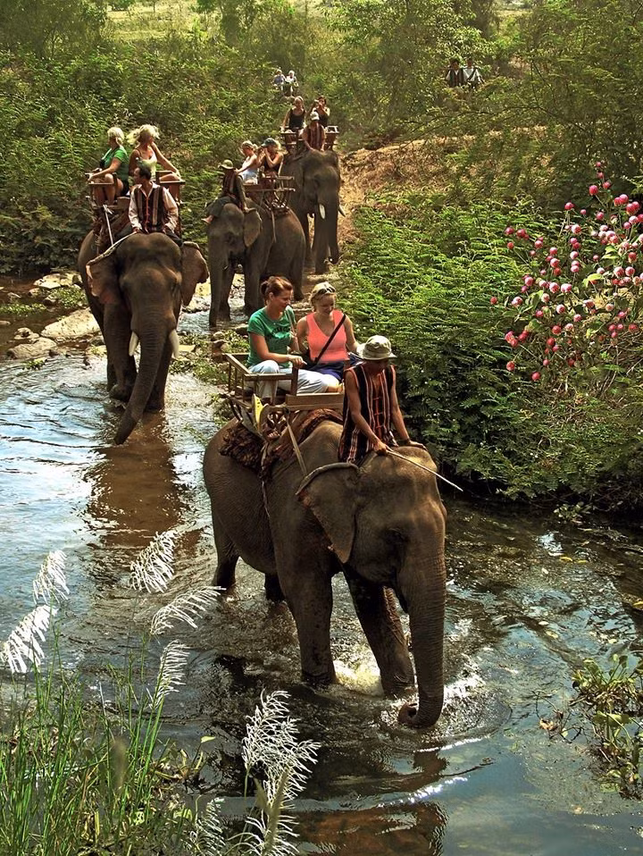 Đắk Lắk đã không cho hoạt động cưỡi voi du lịch hoạt động. Những hình ảnh này chỉ còn là tư liệu. Ảnh Đặng Bá Tiến