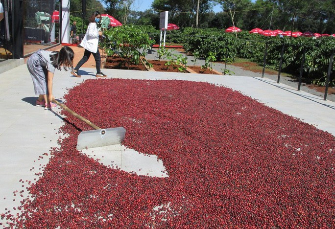 Sân phơi cà phê mô hình Sân phơi cà phê mô hình