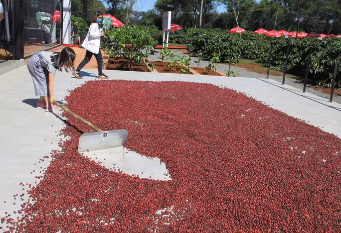 Sân phơi cà phê mô hình