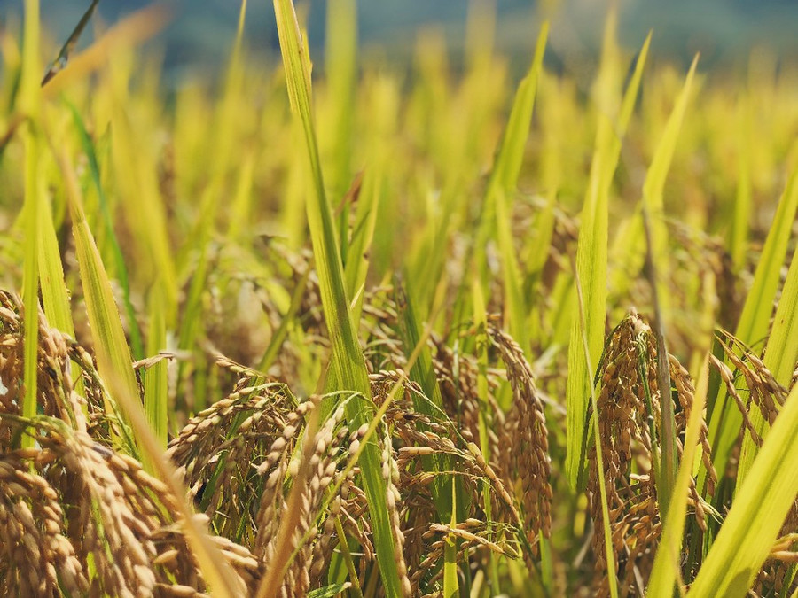  Mùa lúa chín, gặt về, bố mẹ tôi phơi thật khô, cho vào chum, vào vại dự trữ để ăn dần... Ảnh: Lê Nam