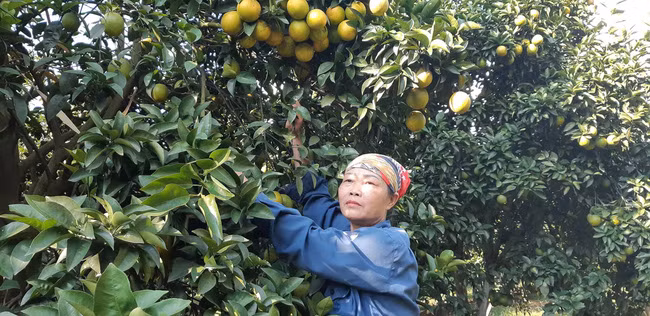 Nhiều chủ vườn cam ở Cao Phong (Hoà Bình) đang gặp khó trong khâu tiêu thụ sản phẩm mỗi khi vào mùa chín rộ. Ảnh: Xuân Tuấn