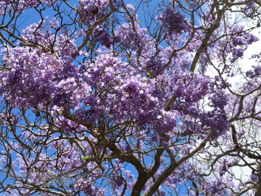Hoa phượng tím nở rộ tại Grafton, Australia. Ảnh: Nguyễn Minh/TTXVN