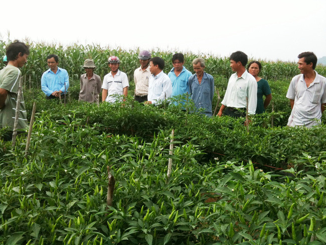 Từ nguồn vốn vay ưu đãi Ngân hàng CSXH, nhiều hộ nông dân xã Vĩnh Hoà, huyện Vĩnh Thạnh đã đầu tư trồng ớt cho thu nhập cao. Trong ảnh, bà con thăm quan mô hình trồng ớt chi thiên trái ra tua tủa...Ảnh: Đinh Thị Nơk Từ nguồn vốn vay ưu đãi Ngân hàng CSXH, nhiều hộ nông dân xã Vĩnh Hoà, huyện Vĩnh Thạnh đã đầu tư trồng ớt cho thu nhập cao. Trong ảnh, bà con thăm quan mô hình trồng ớt chi thiên trái ra tua tủa...Ảnh: Đinh Thị Nơk