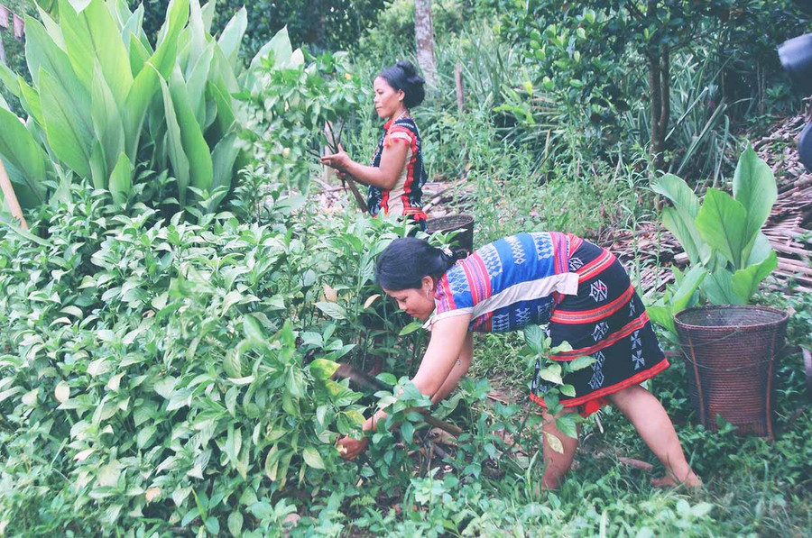 Thu hoạch cây ta râm làm thuốc nhuộm màu chàm. Ảnh: Tấn Vịnh