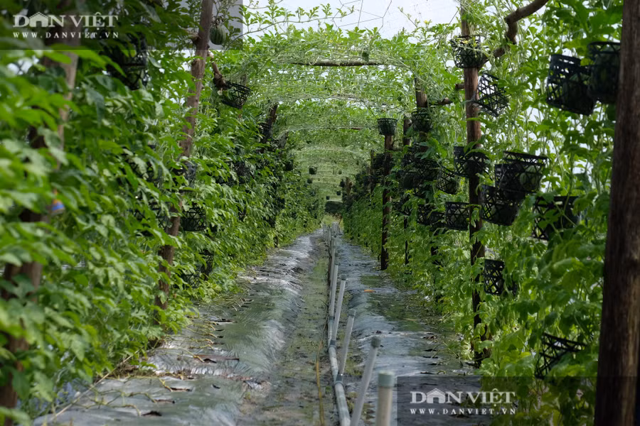 Thu hoạch ước tính của cả 2 vườn dưa hấu leo giàn gồm ở nhà và ở rẫy là khoảng 11 - 12 tấn dưa/vụ, cho ra thu nhập khoảng 120 triệu - 130 triệu đồng/vụ. Nhìn nghĩ đơn giản vậy nhưng để trồng được dưa hấu leo giàn lại rất phức tạp và tốn nhiều công sức. 