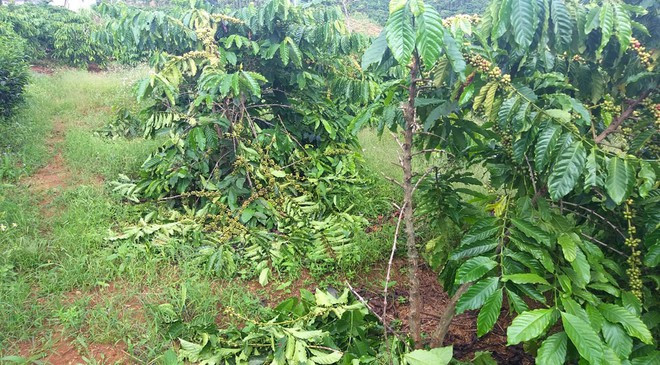 Tổng cộng 118 cây bị chặt phá, đốn hạ. Trong đó, 103 cây cà phê 1 năm tuổi và 15 cây 5 năm tuổi đang cho thu hoạch. ẢNH: TRÙNG DƯƠNG