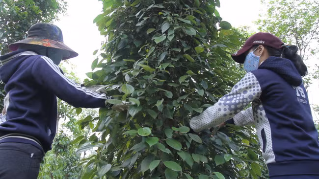  Dự kiến sản lượng hạt tiêu năm nay giảm, điều này sẽ có tác động tốt đến giá tiêu. Ảnh minh hoạ: I.T