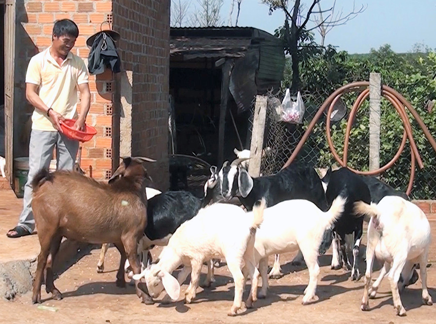 Hội viên Nông hội xã Ia Ko (huyện Chư Sê) chăm sóc đàn dê. Ảnh: Trần Dung Hội viên Nông hội xã Ia Ko (huyện Chư Sê) chăm sóc đàn dê. Ảnh: Trần Dung