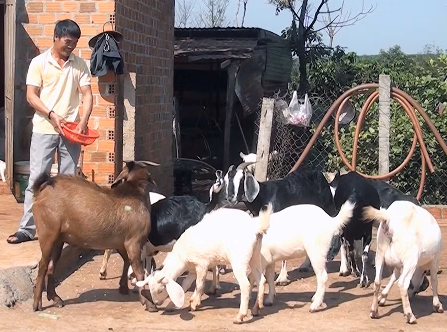  Hội viên Nông hội xã Ia Ko (huyện Chư Sê) chăm sóc đàn dê. Ảnh: Trần Dung